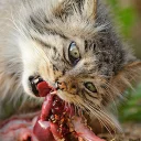 🍖