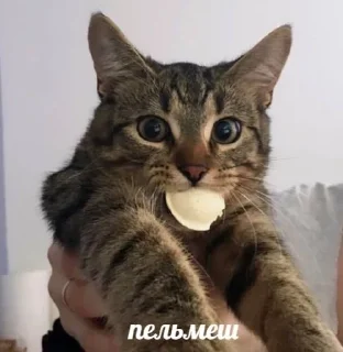 🐱