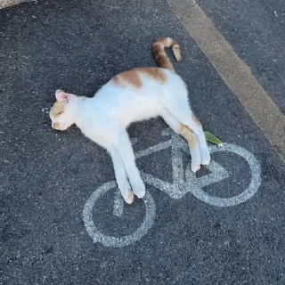 🚲