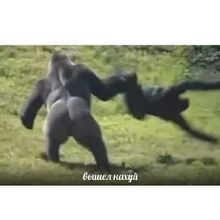 🦍