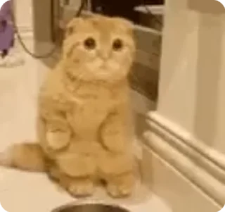 👋