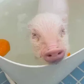 🐽