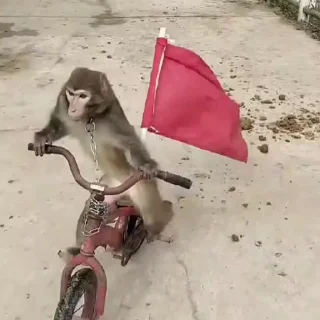 🚲