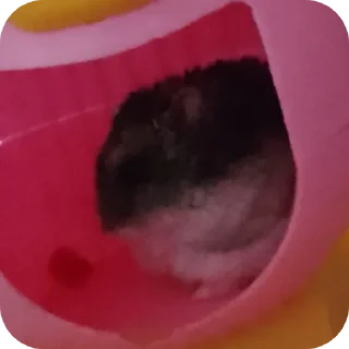 🐦