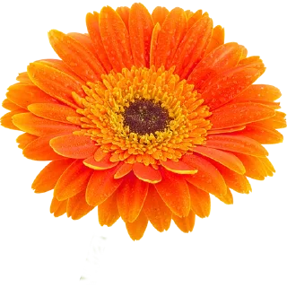 🌼