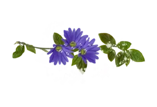 🌺