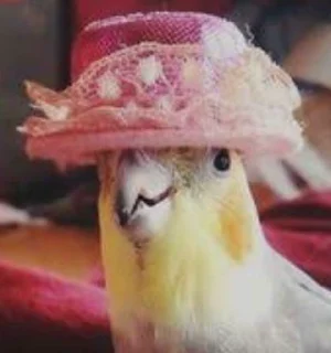 🎩