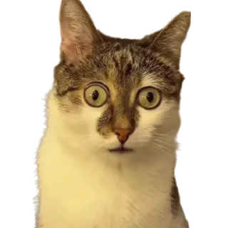🐱
