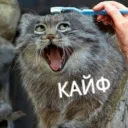 😸