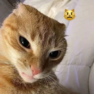 😾