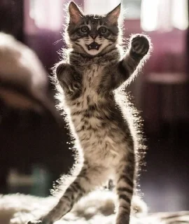 🎀