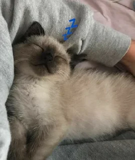 💤