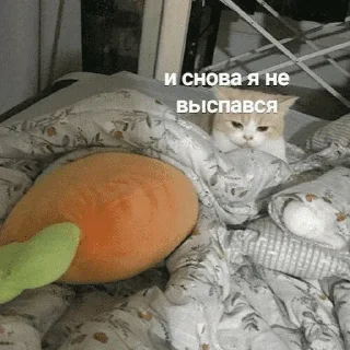 😺