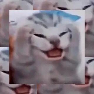 😿