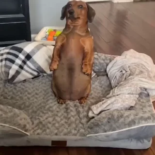 🐕