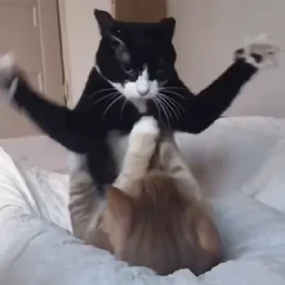 🐈