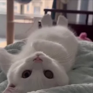 🌟