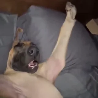🐕