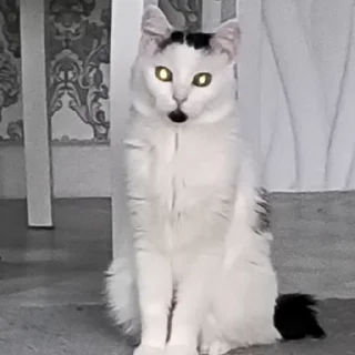 😾