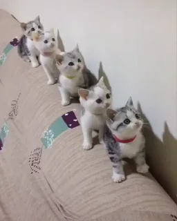 🐱