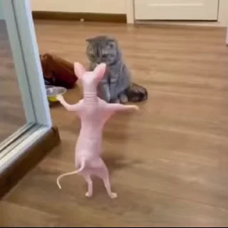 🕺