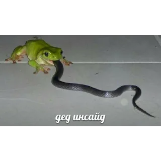 🐸