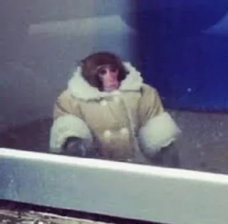 🐒