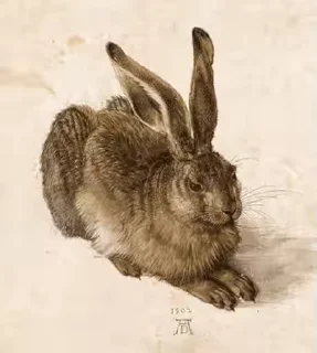 🐰