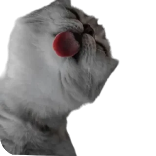 😻