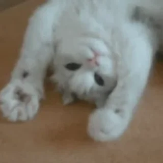 🤪