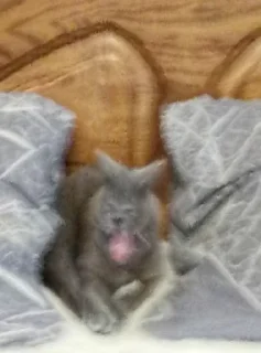 🥱