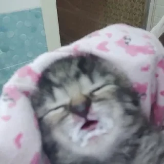 💤