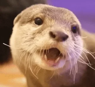 🥺