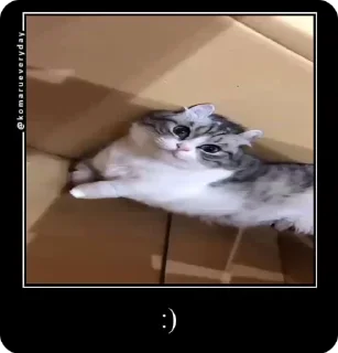 🌟