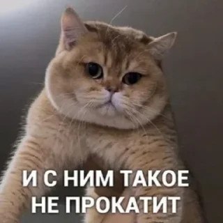 🐱