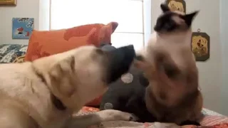 🥊