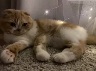 😻