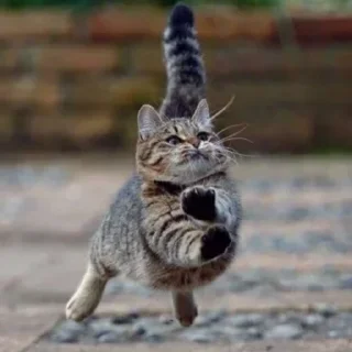 😸