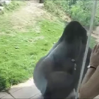 🦍
