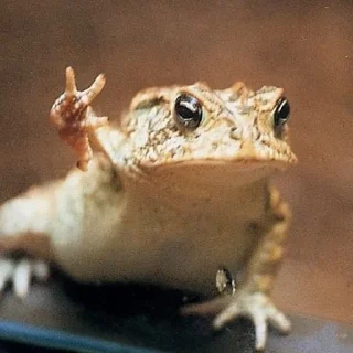 🤟