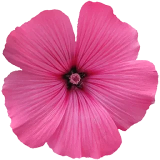 🌺