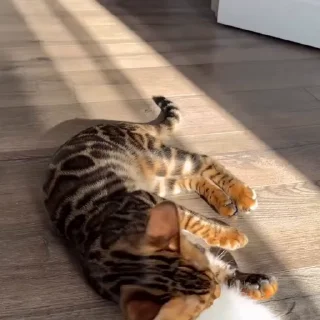 🤩
