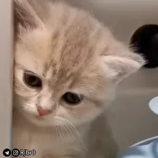 🥺