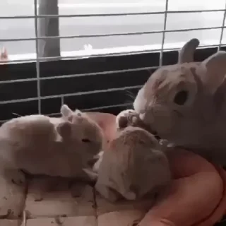🐇
