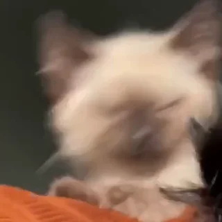 🥳