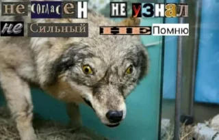 🐺