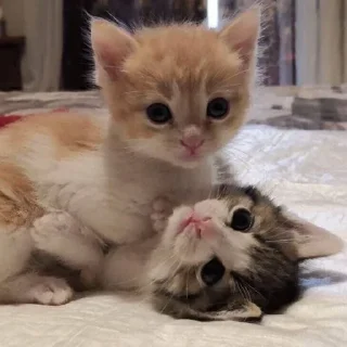 👩‍❤️‍💋‍👩