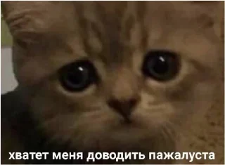 😿