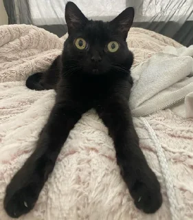 🤲