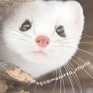 🐾